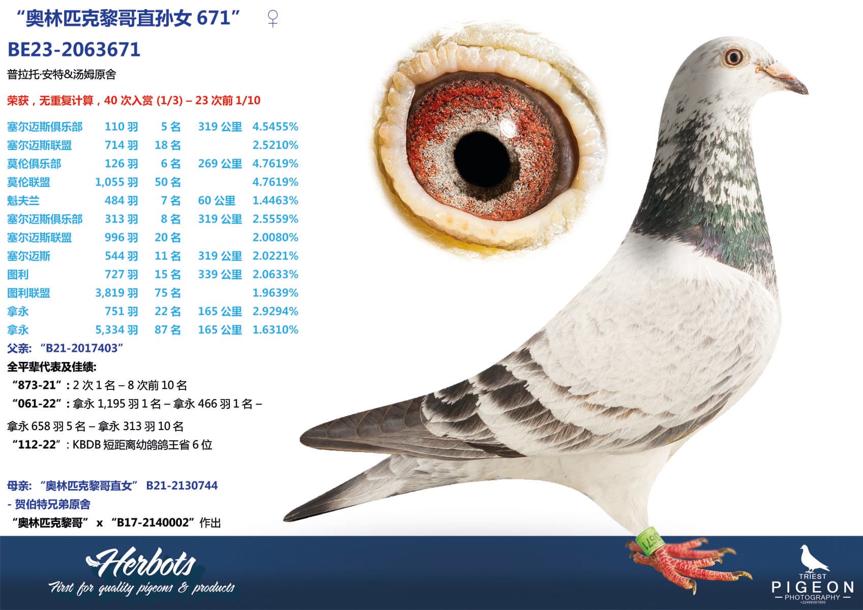 pigeon: “奥林匹克黎哥直孙女671”