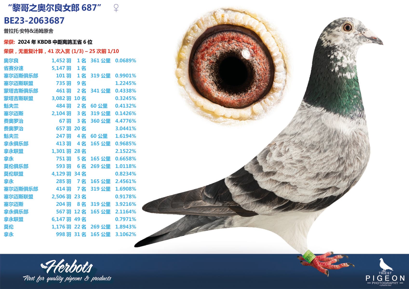 pigeon: “黎哥之奥尔良女郎687”