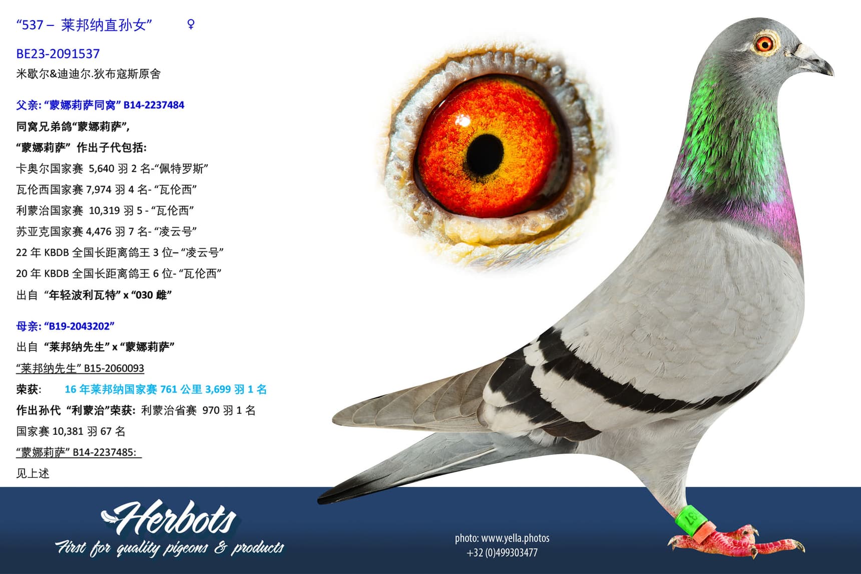 pigeon: undefined