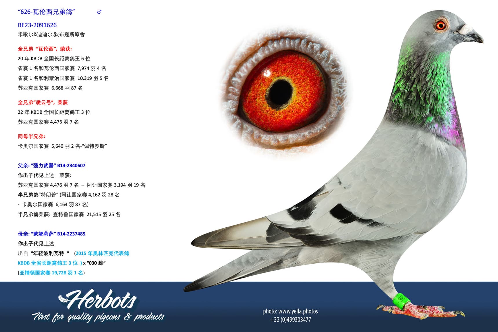 pigeon: undefined