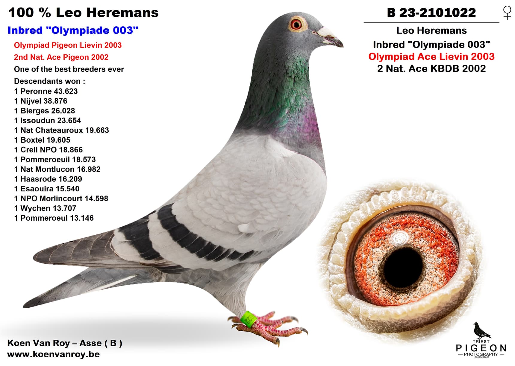 100 % Leo Heremans  Inbred "Olympiade 003"