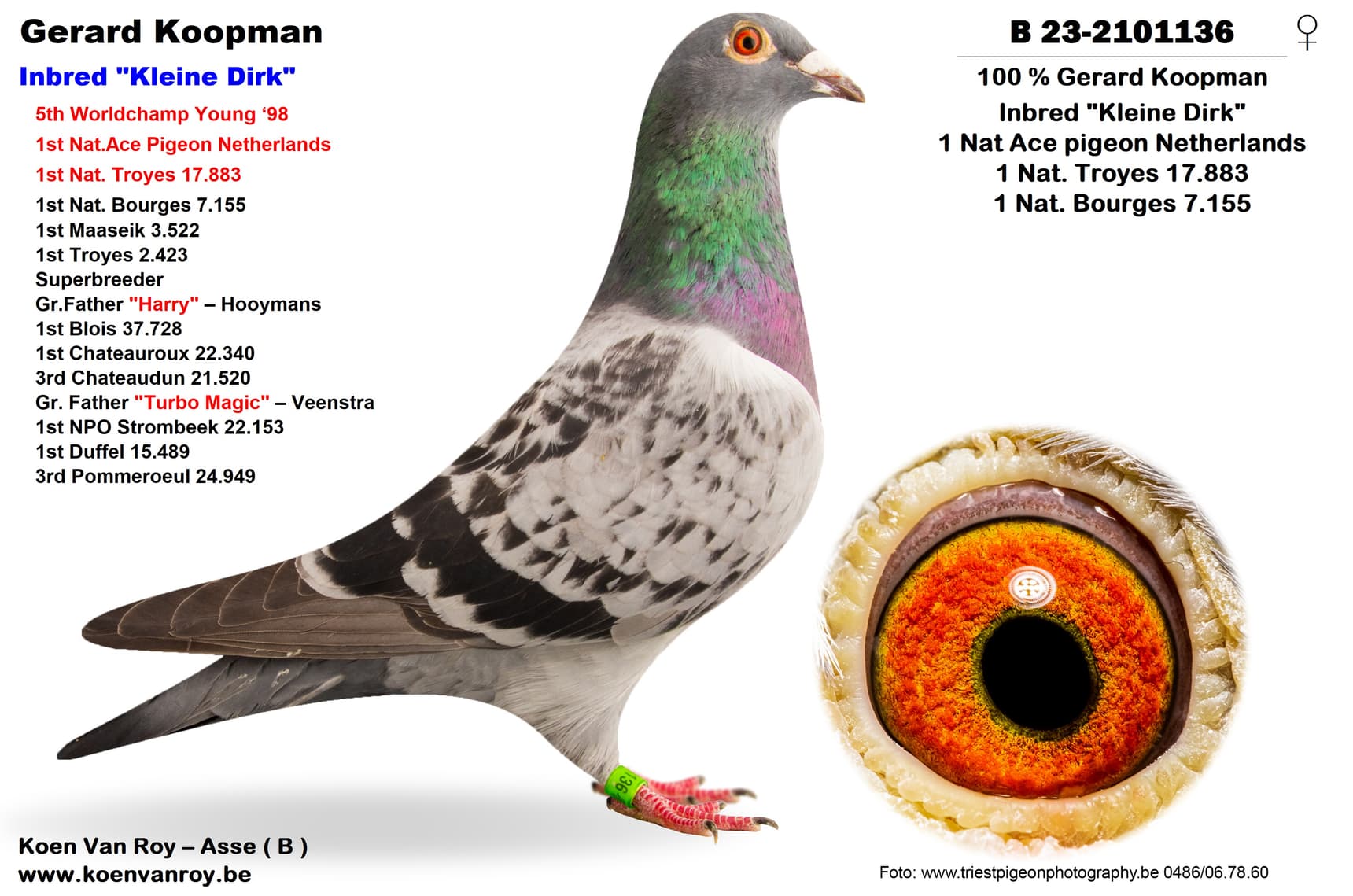 100% Gerard Koopman  Inbred "Kleine Dirk"