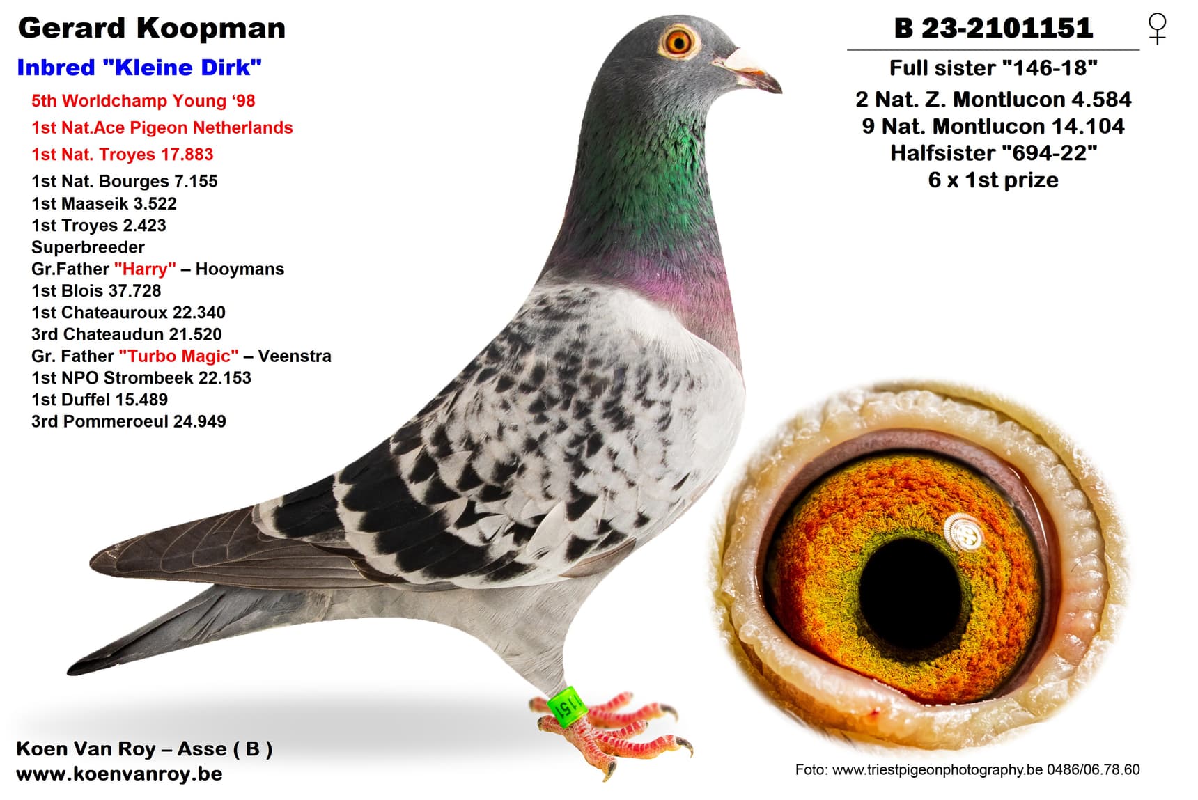 Full sister "146-18"