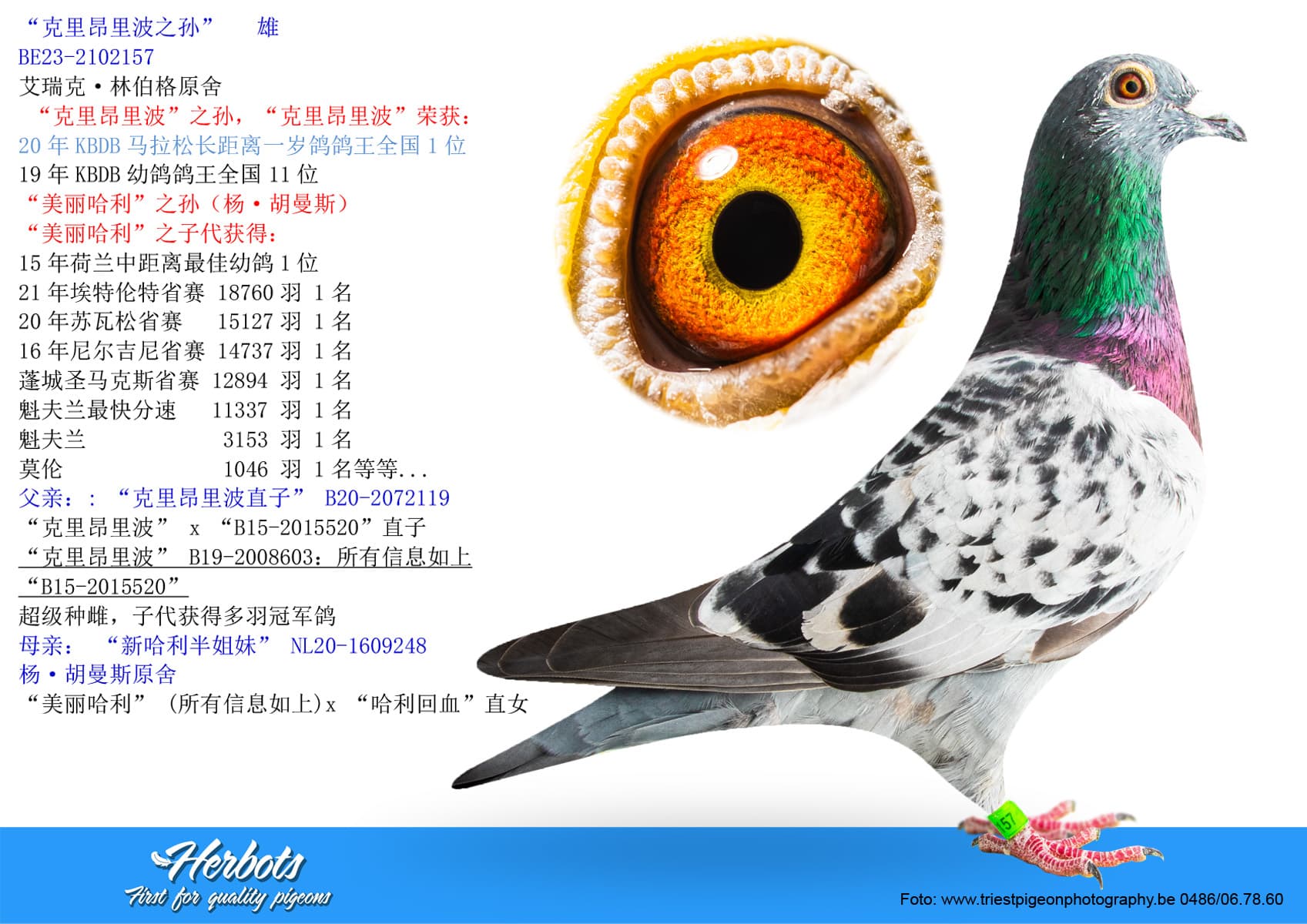 pigeon: “克里昂里波之孙”