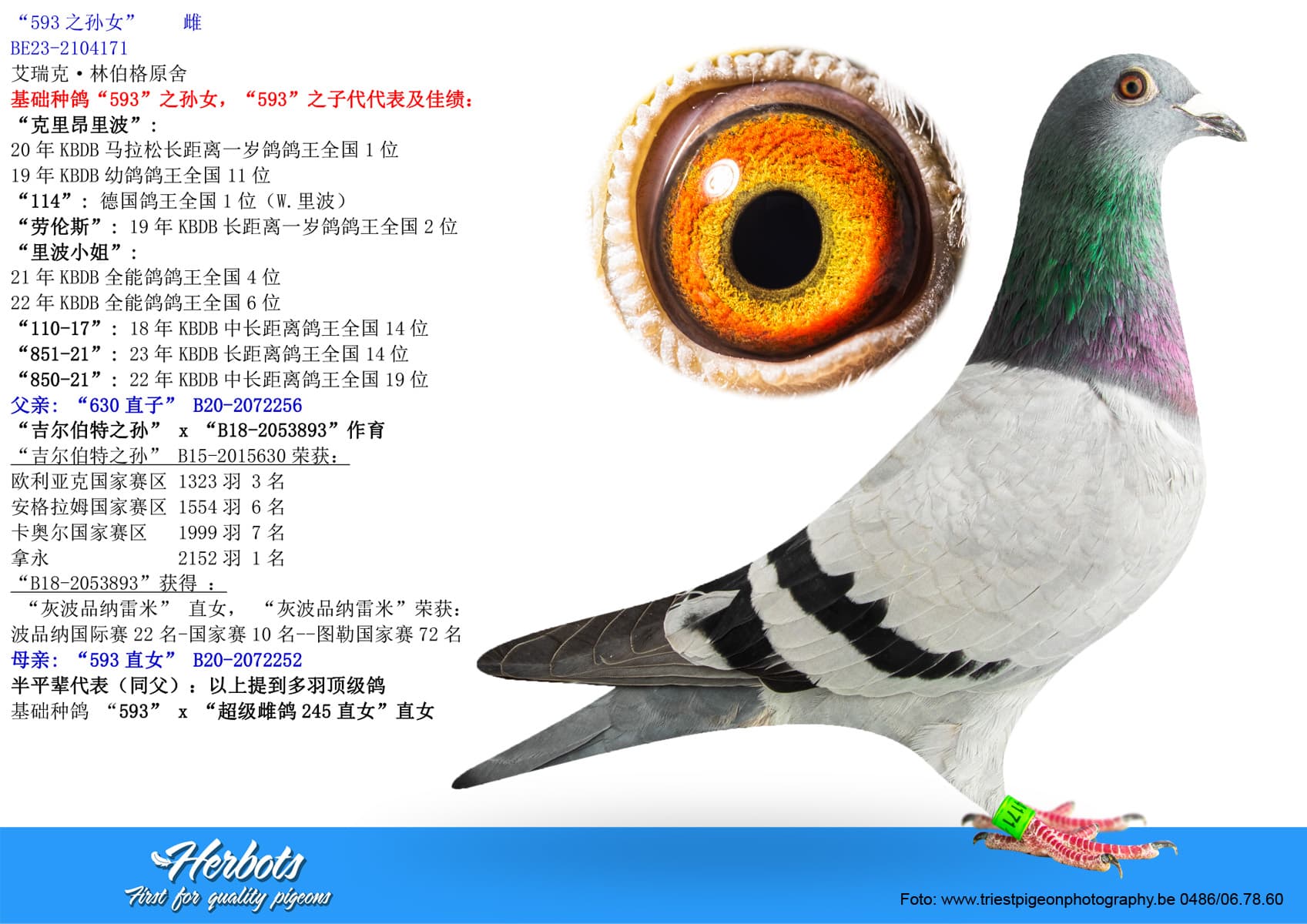 pigeon: “593之孙女”