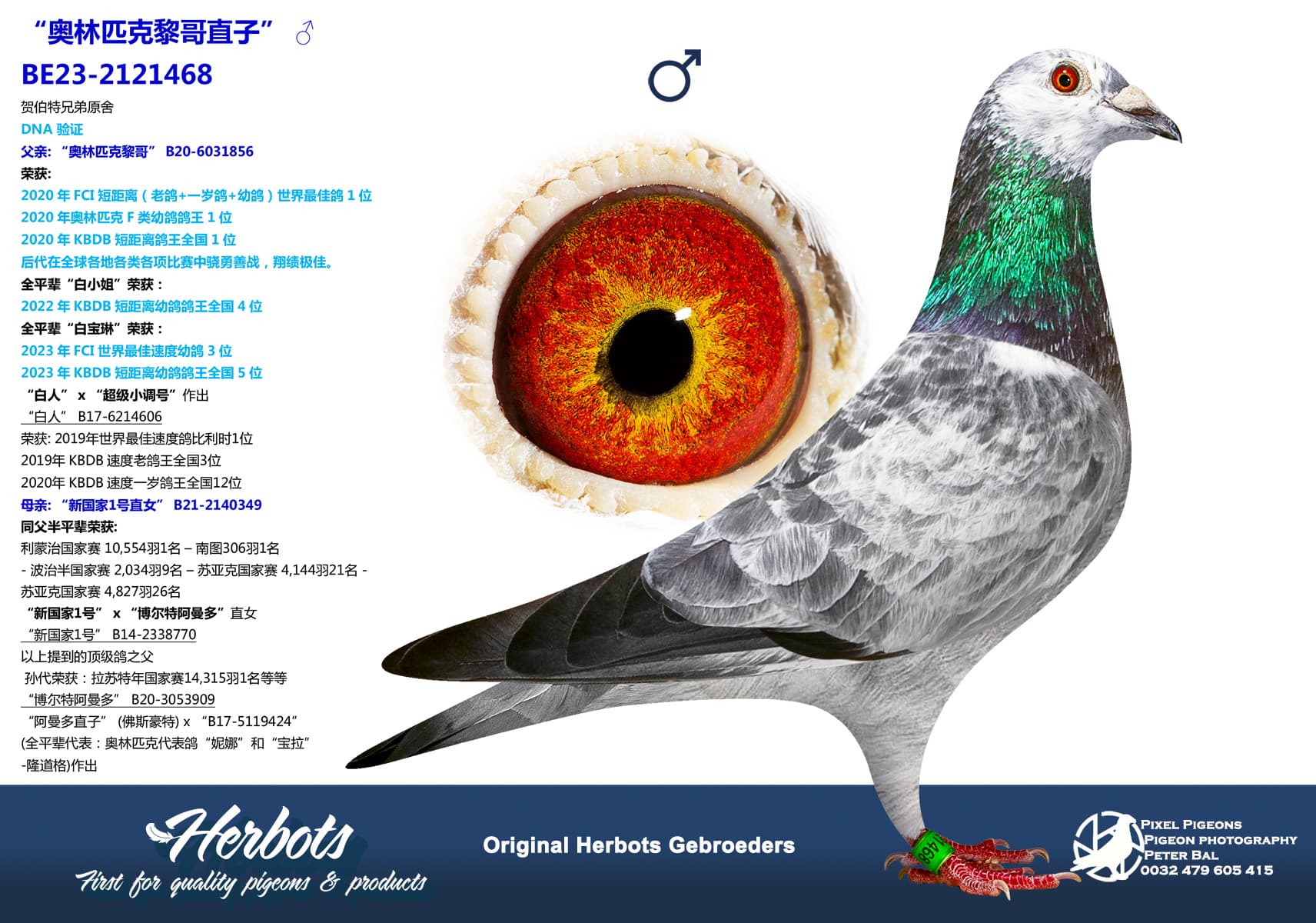 pigeon: undefined