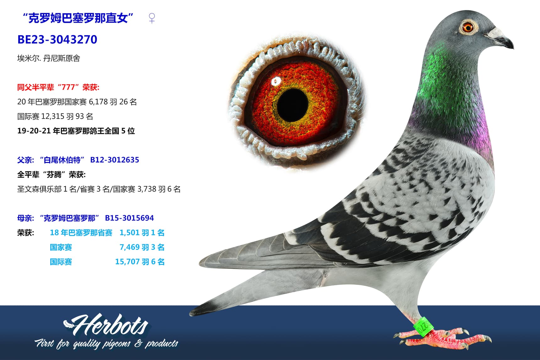 pigeon: undefined