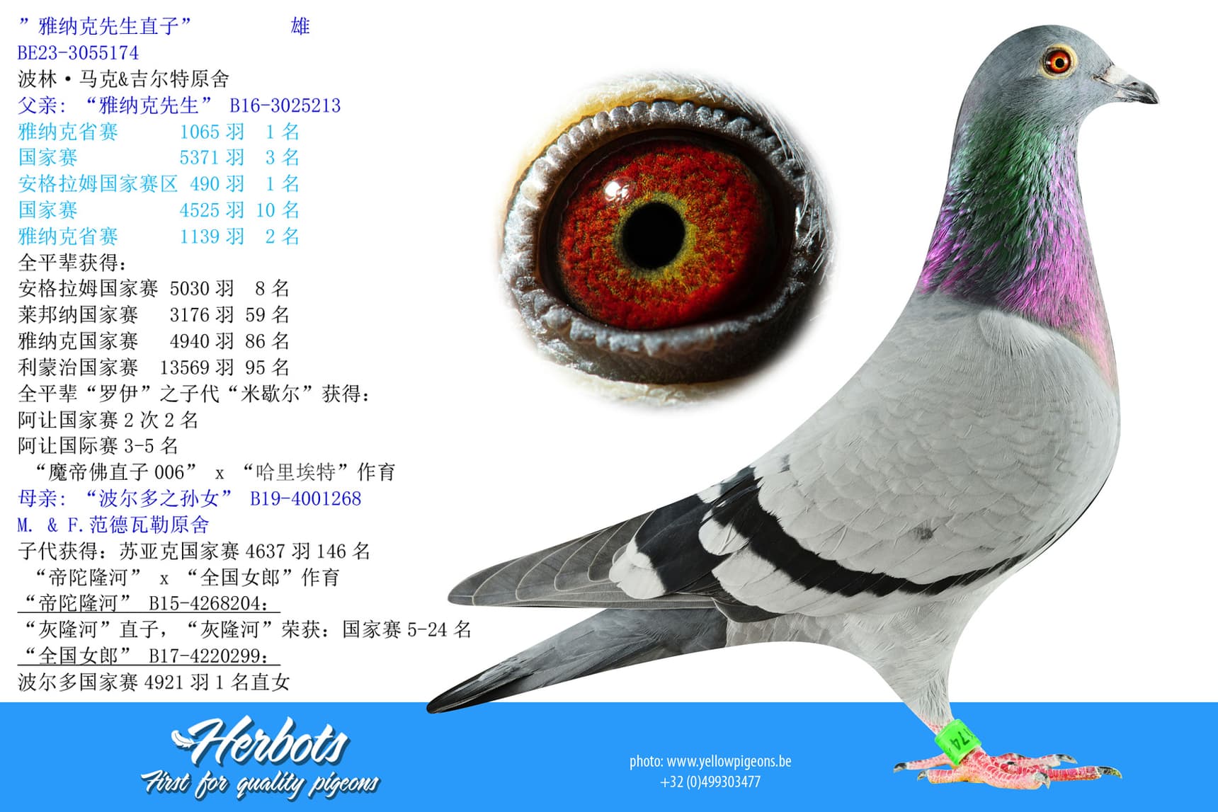 pigeon: ”雅纳克先生直子”