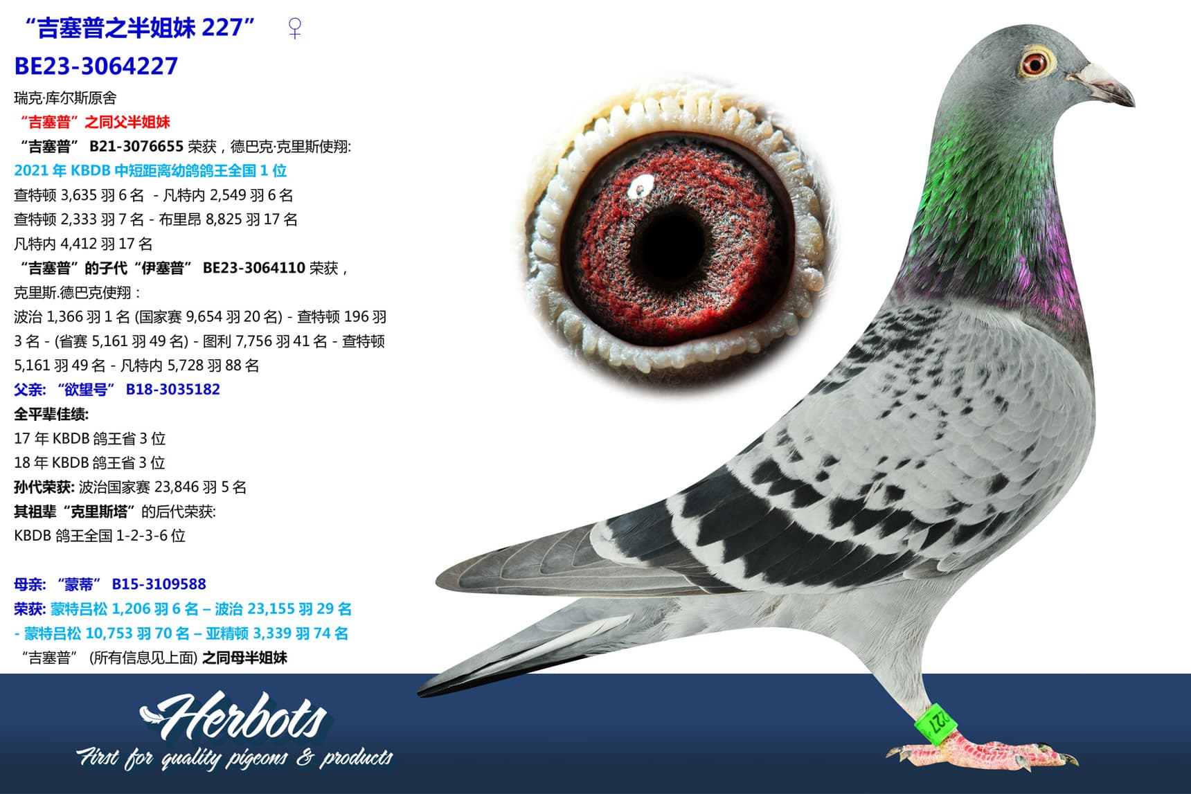 pigeon: undefined