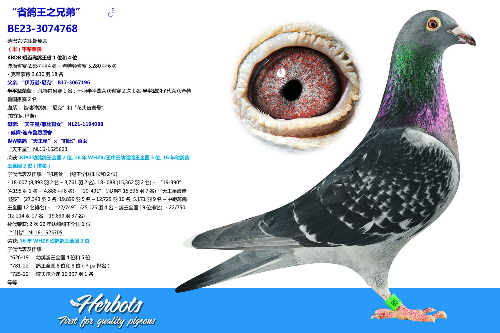 pigeon: undefined