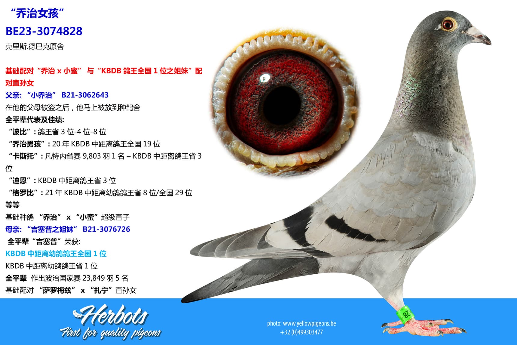 pigeon: undefined