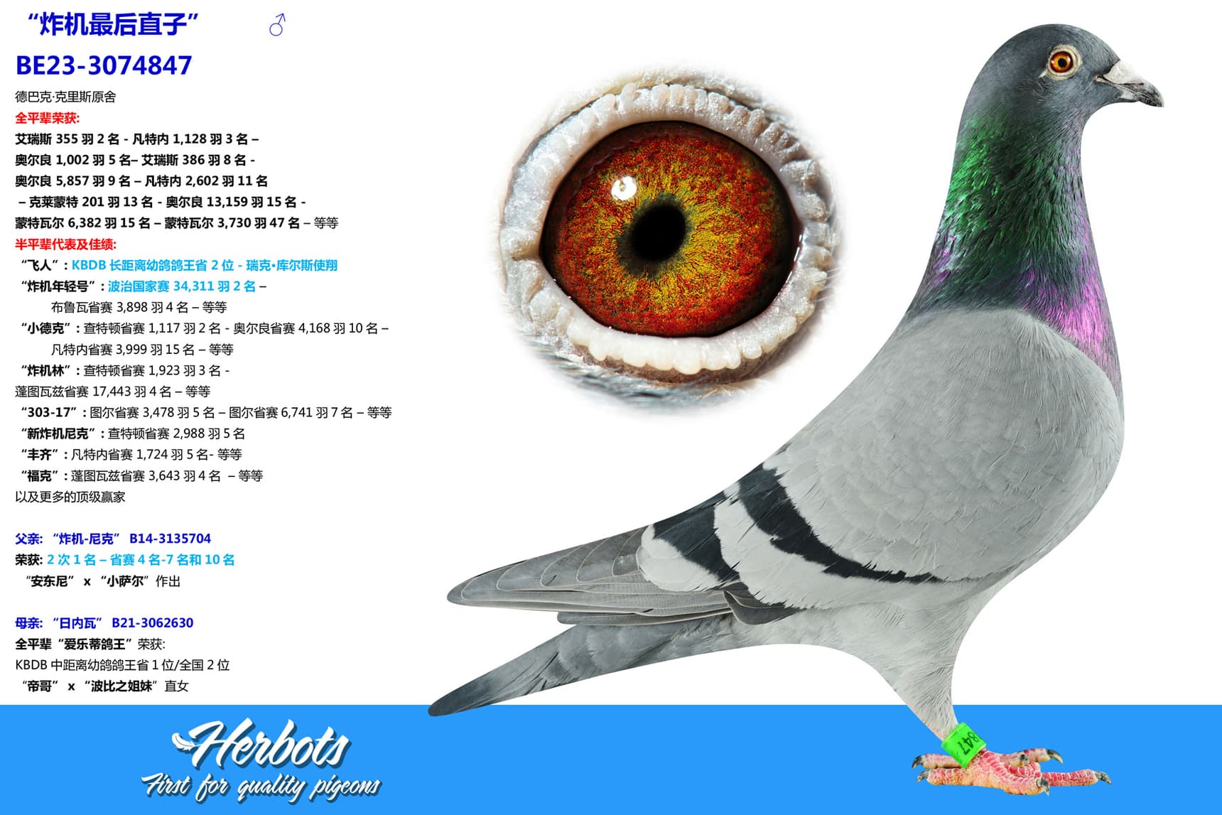 pigeon: “炸机最后直子”