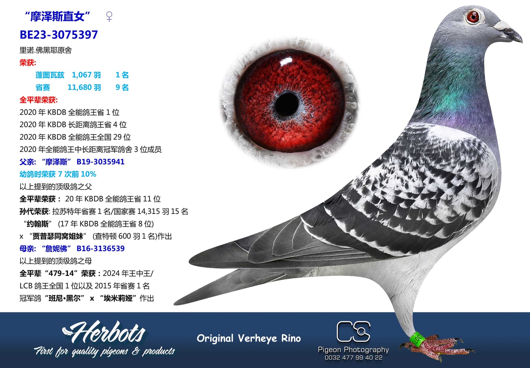 pigeon: “摩泽斯直女”