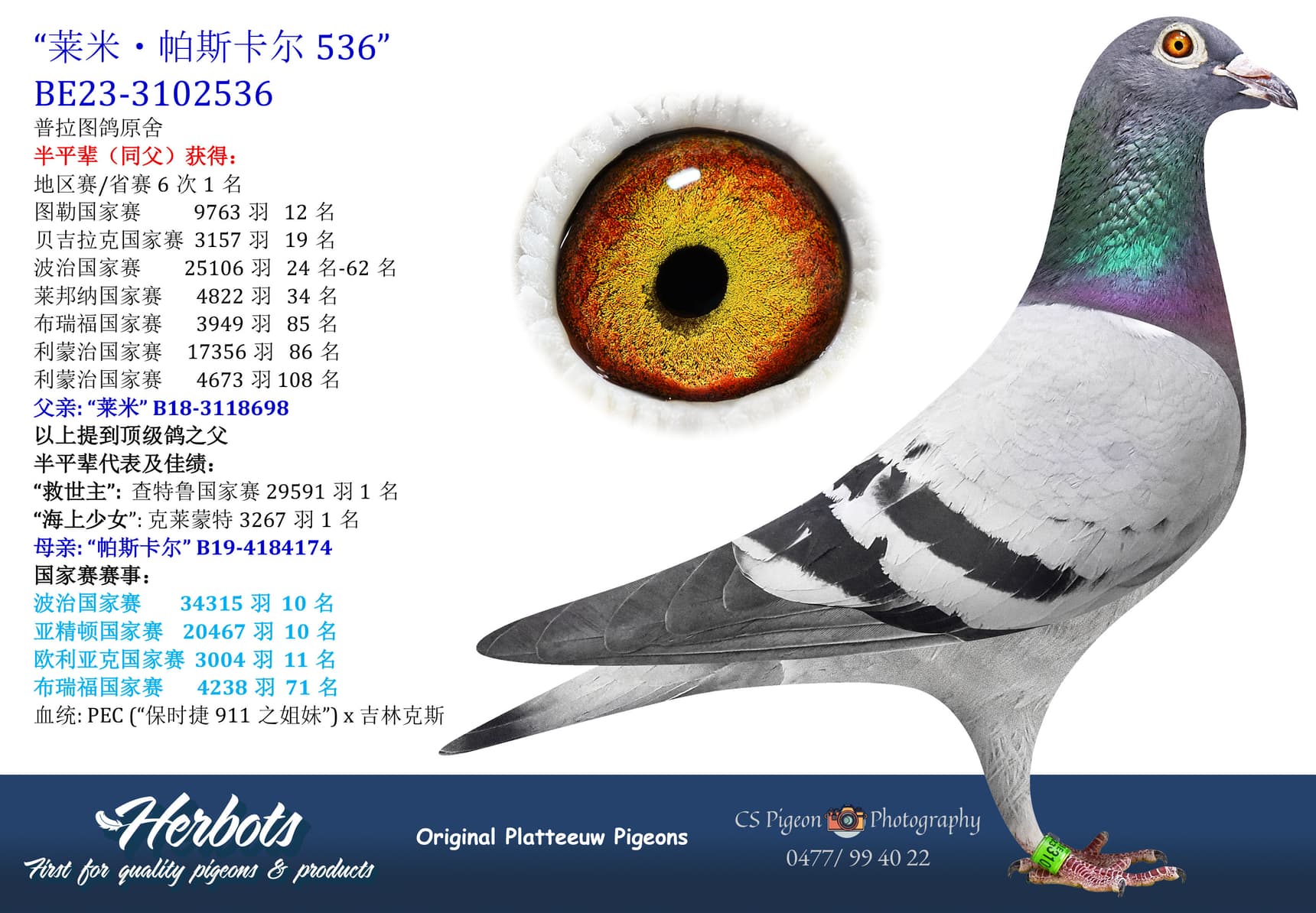 pigeon: undefined