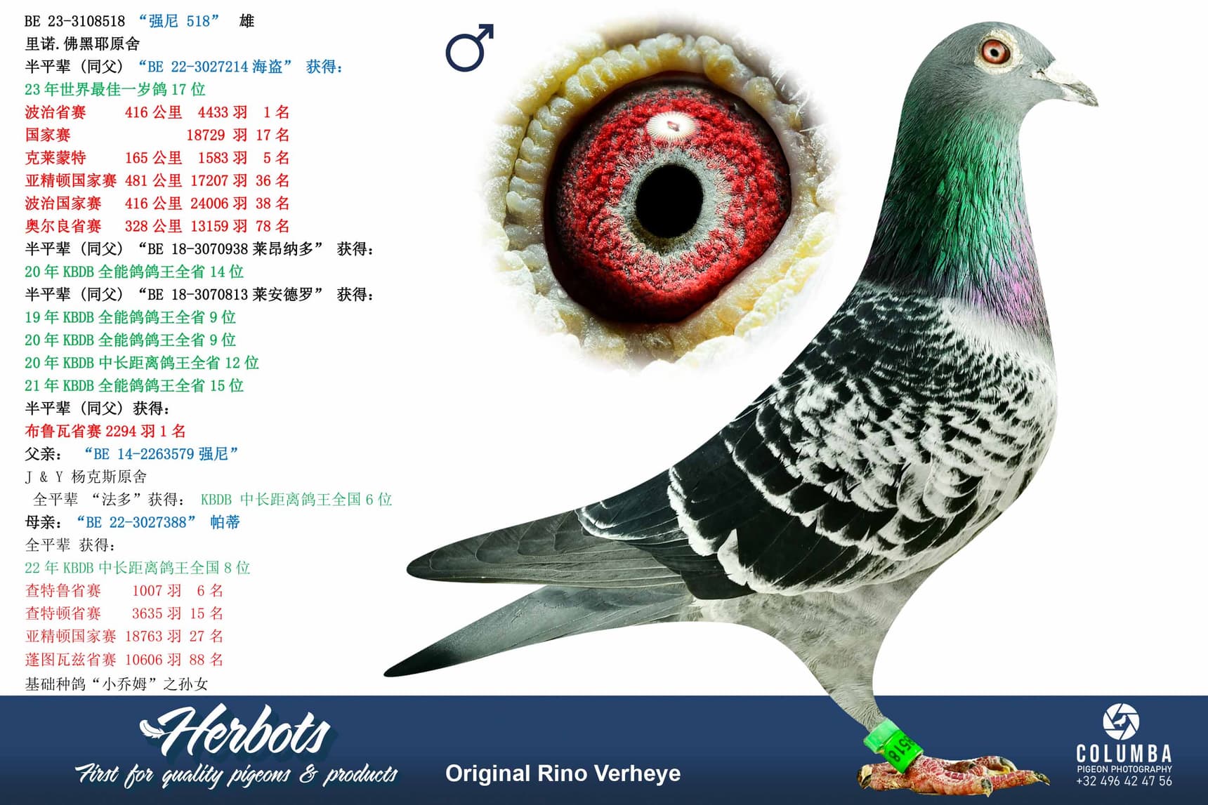 pigeon: undefined