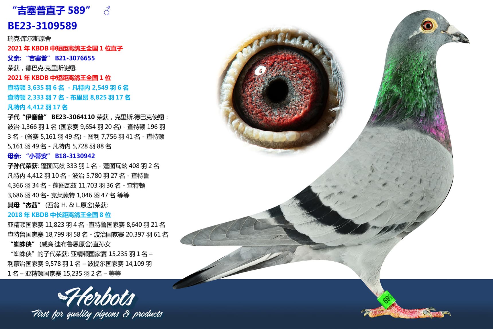 pigeon: undefined