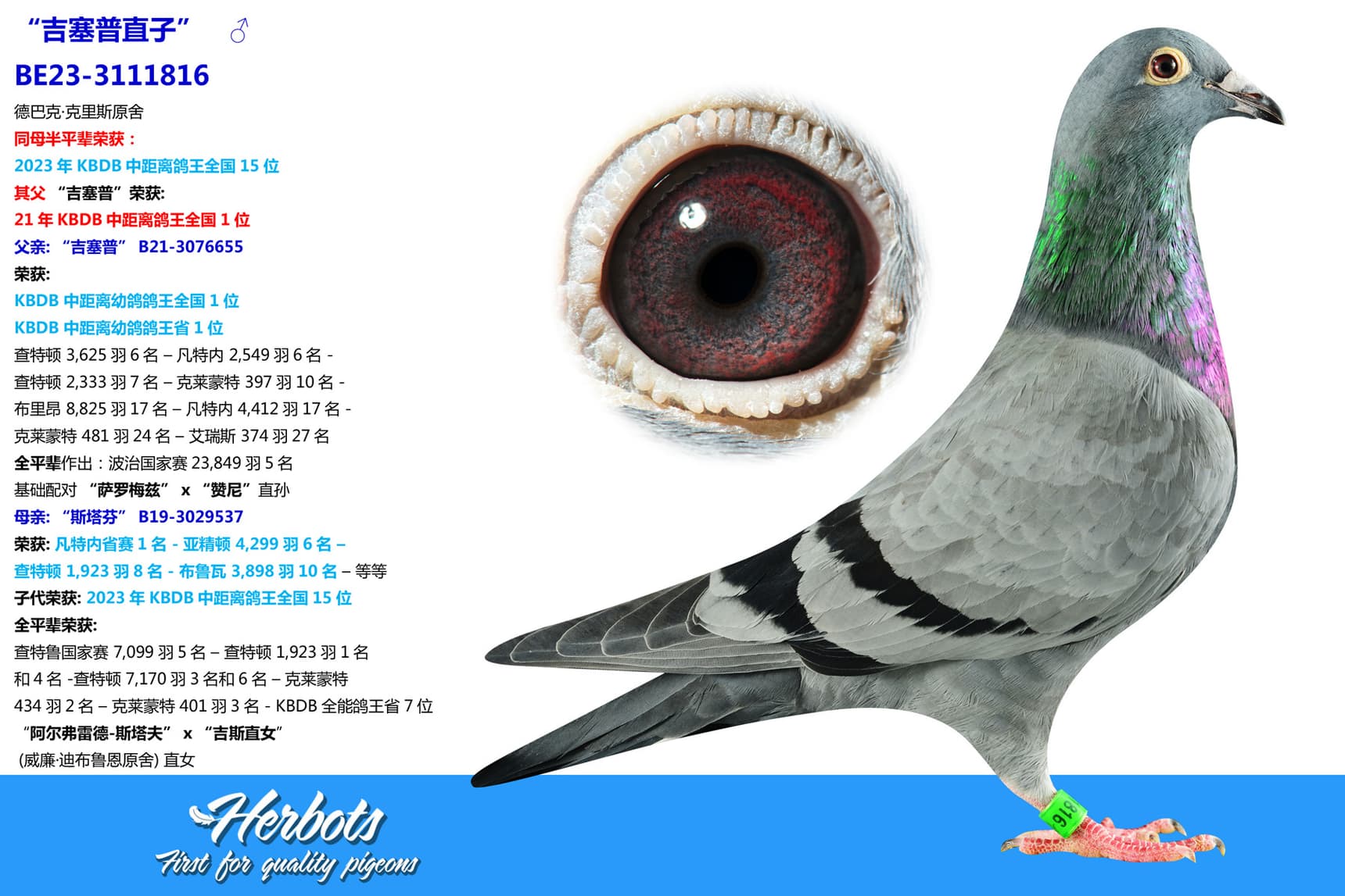pigeon: undefined