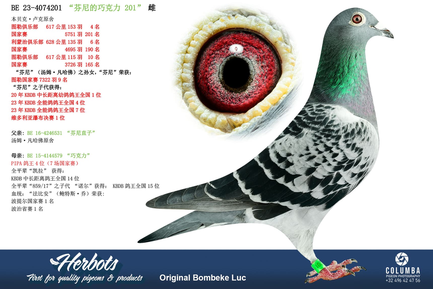 pigeon: undefined
