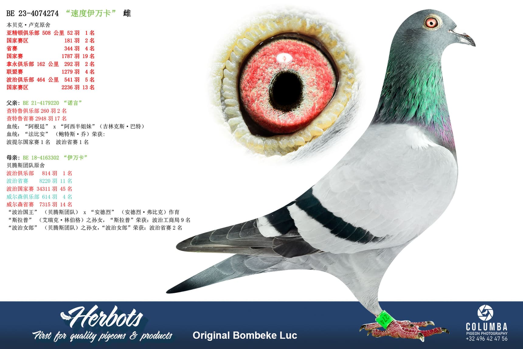 pigeon: undefined