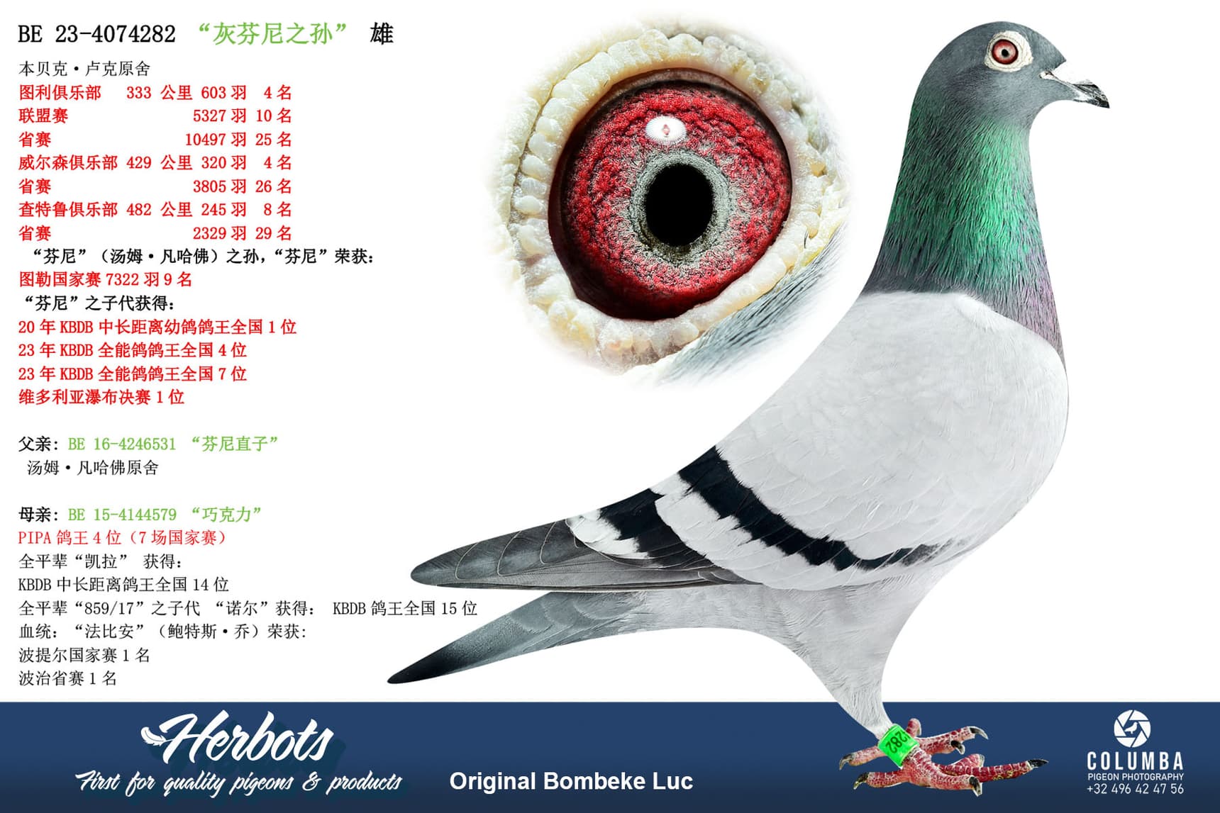 pigeon: undefined