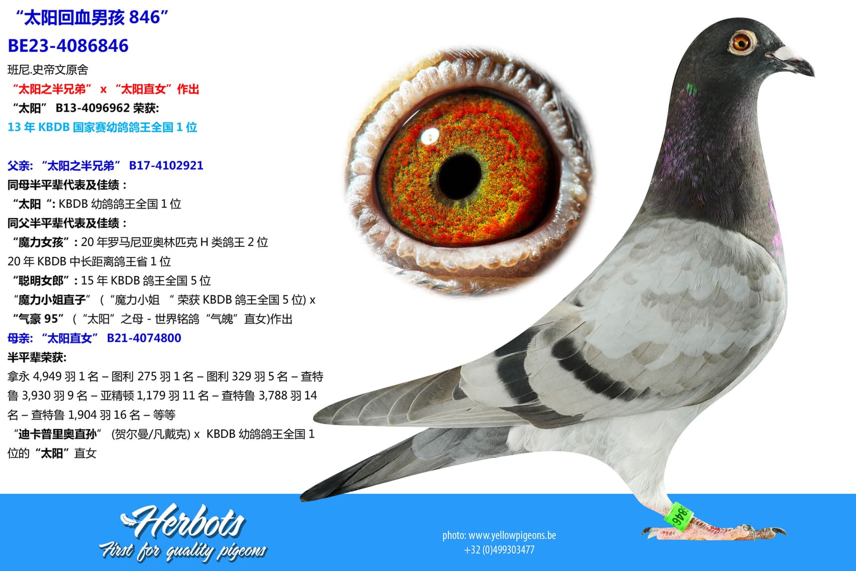 pigeon: “太阳回血男孩846”