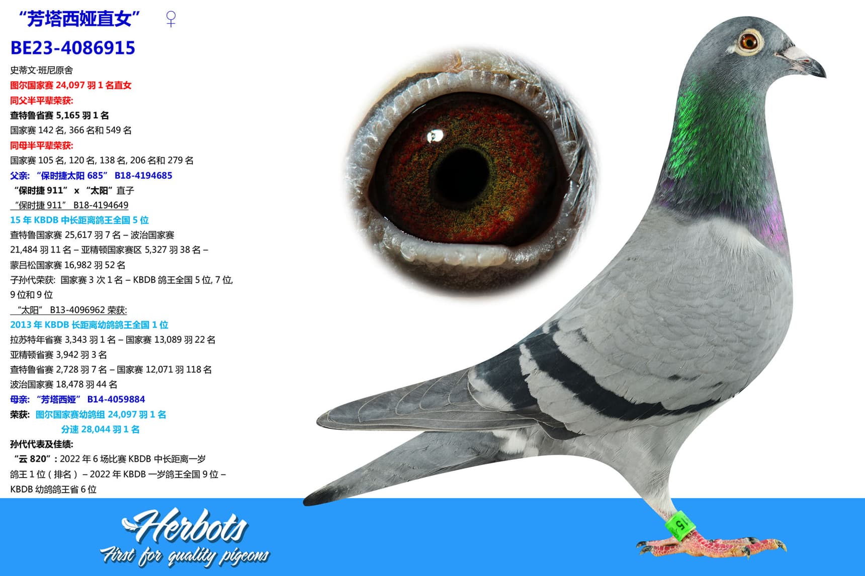 pigeon: “芳塔西娅直女”