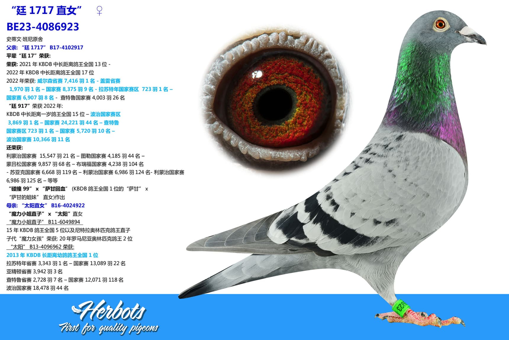 pigeon: “廷1717直女”