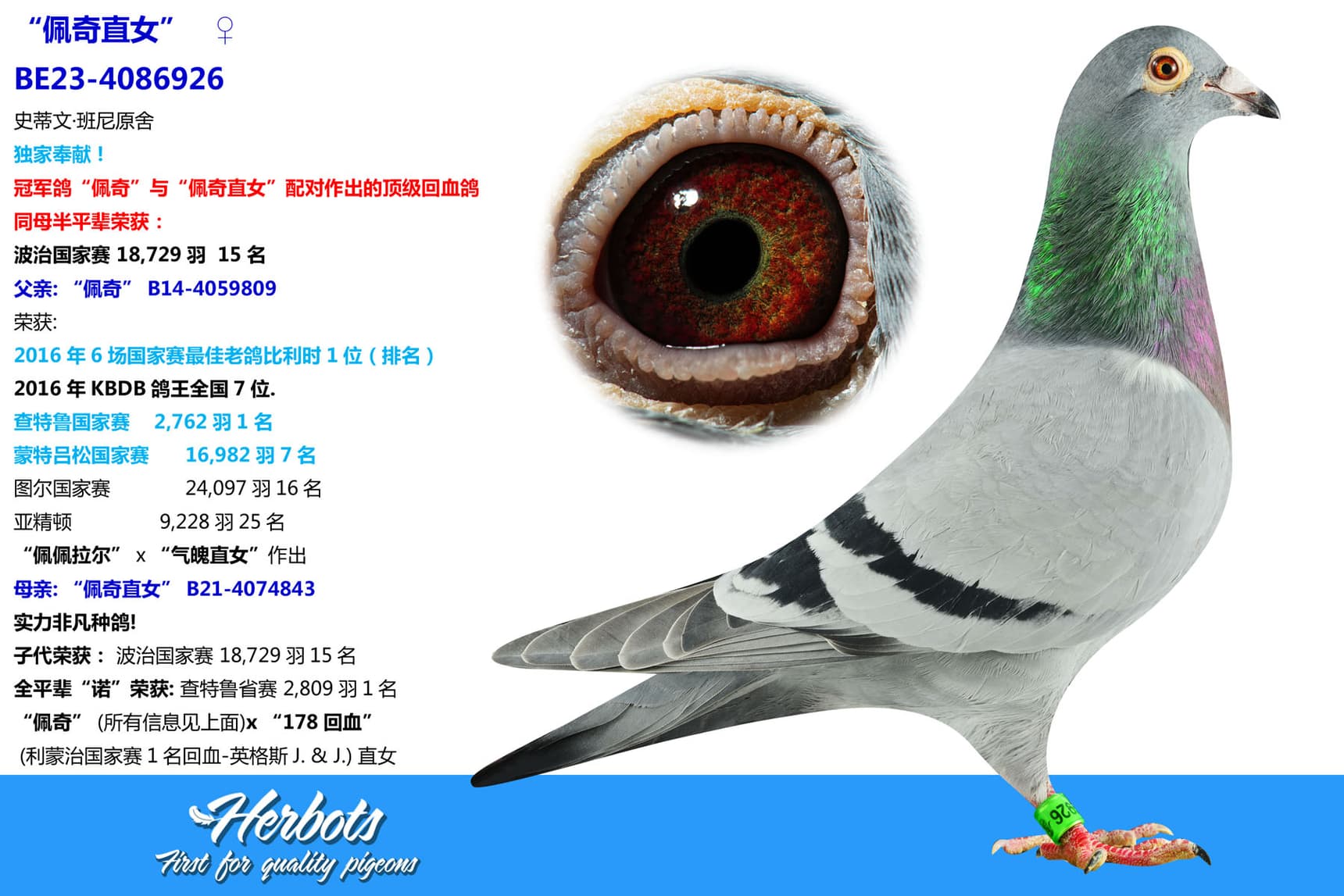 pigeon: “佩奇直女”