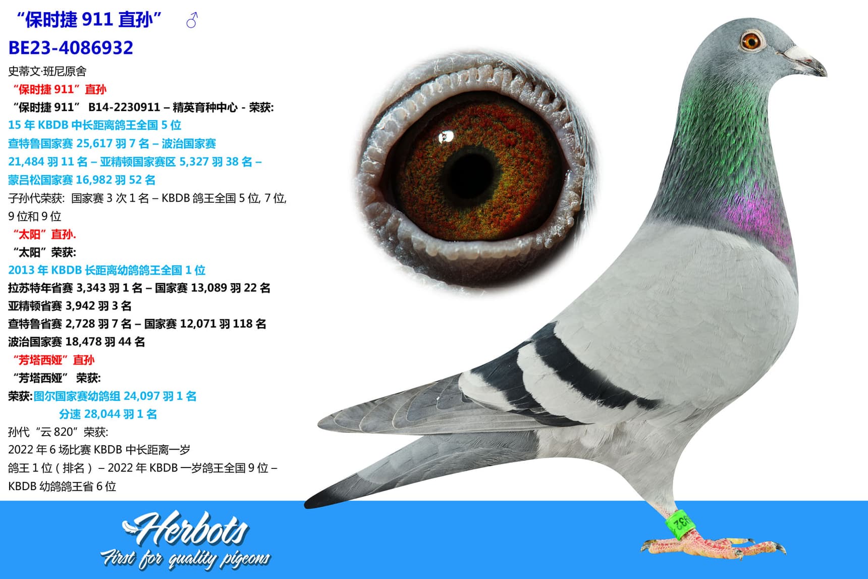 pigeon: “保时捷911直孙”