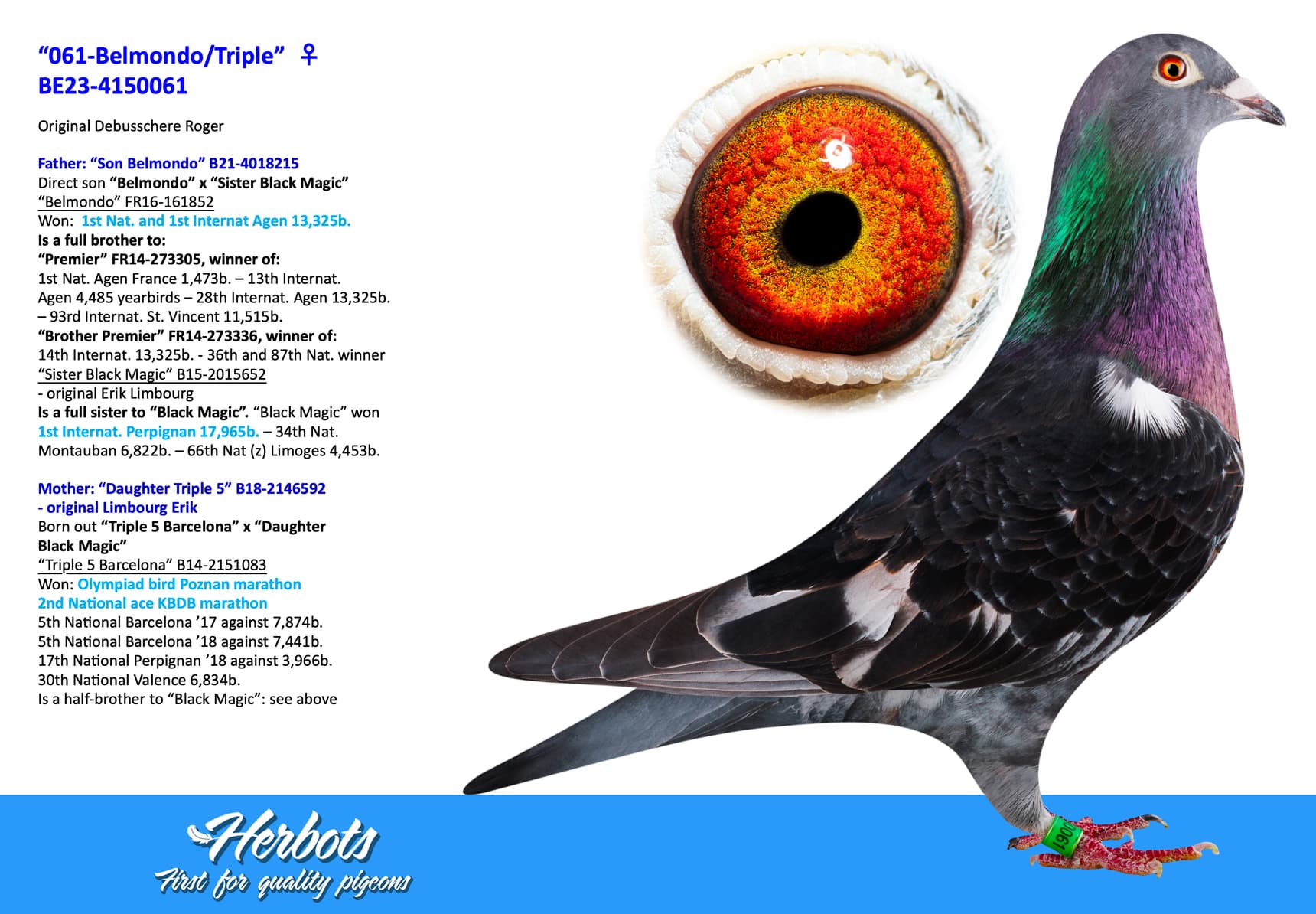 pigeon: “061-Belmondo/Triple”