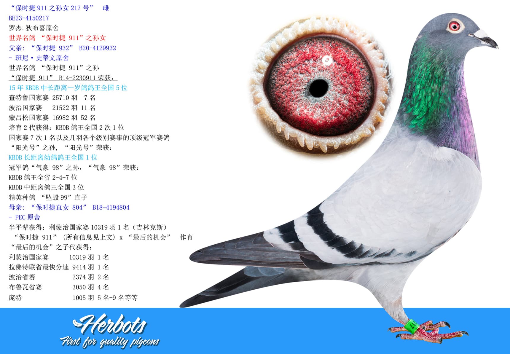 pigeon: undefined