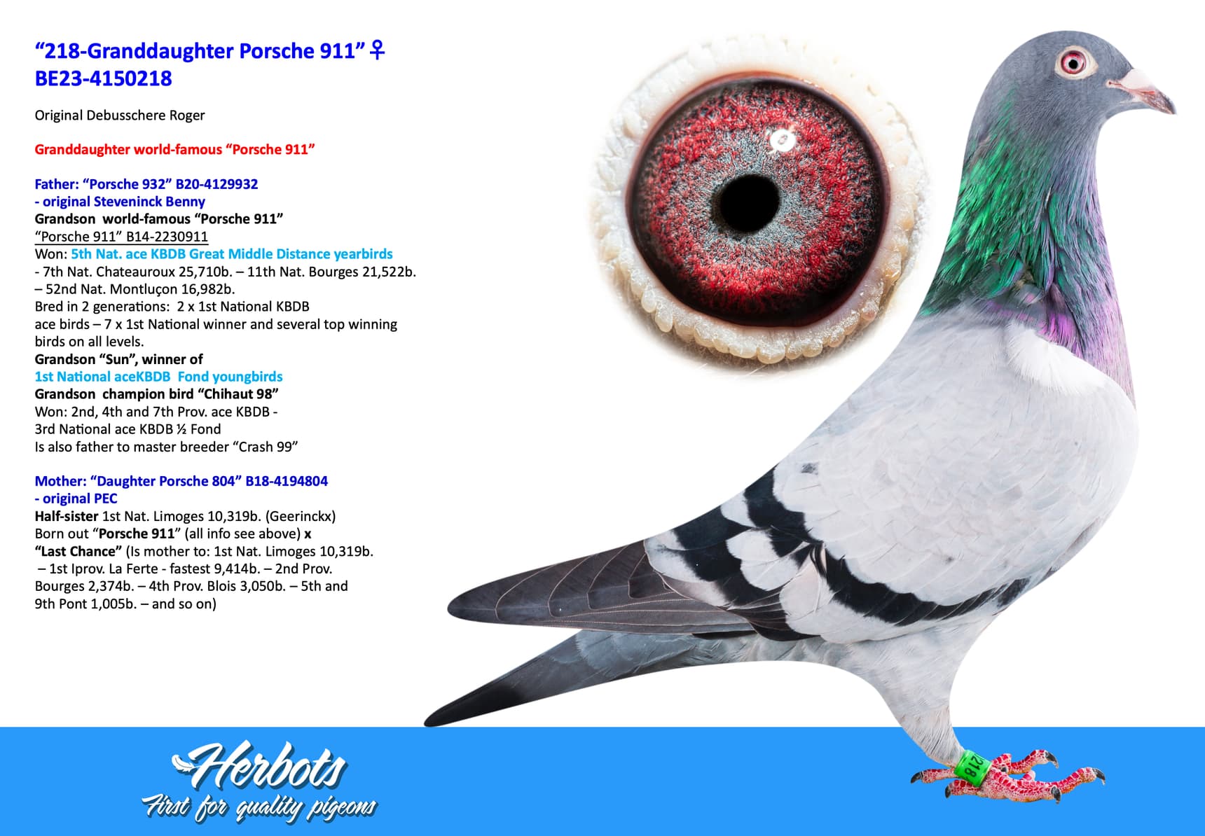 pigeon: “218-Granddaughter Porsche 911”