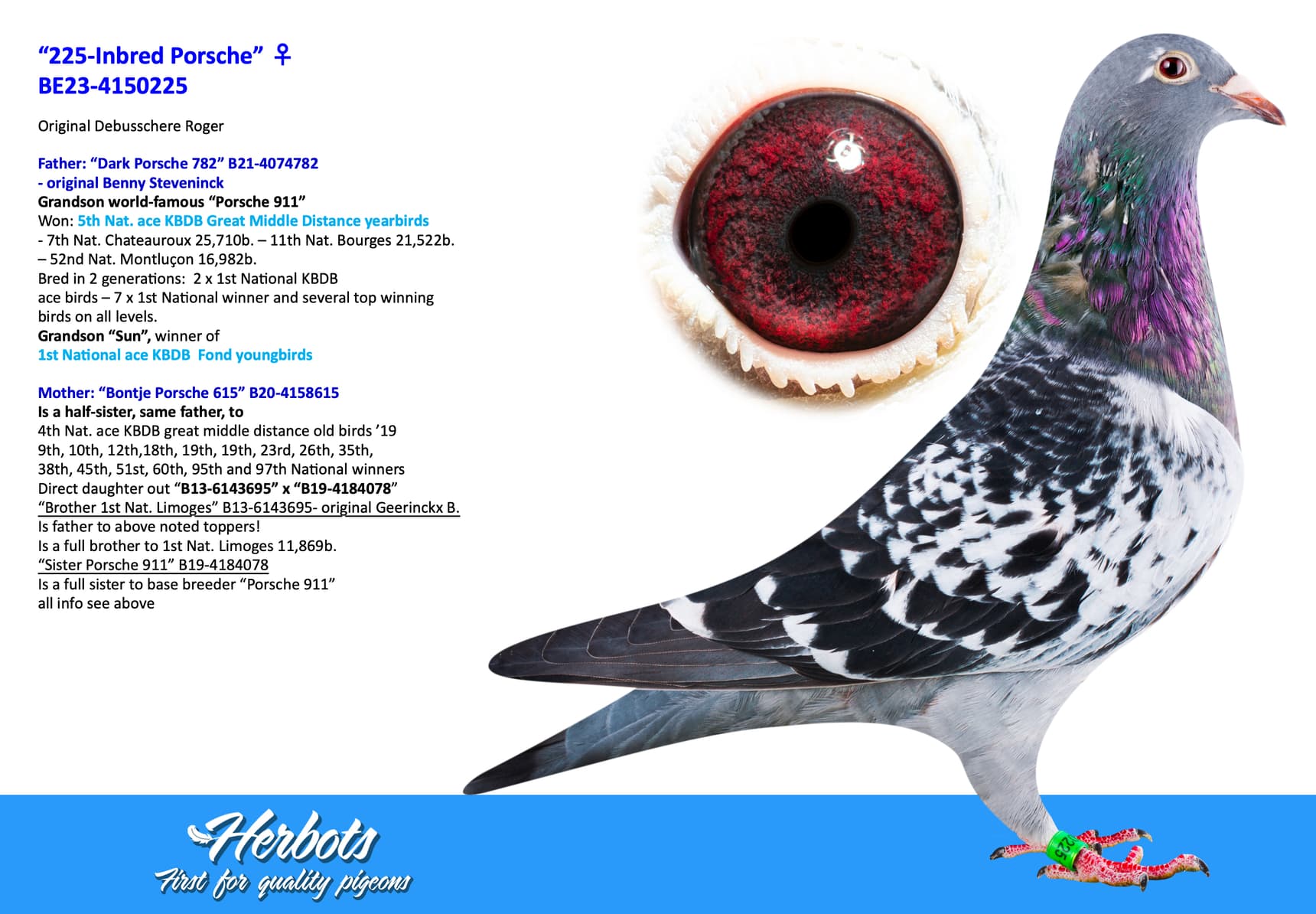 pigeon: “225-Inbred Porsche”