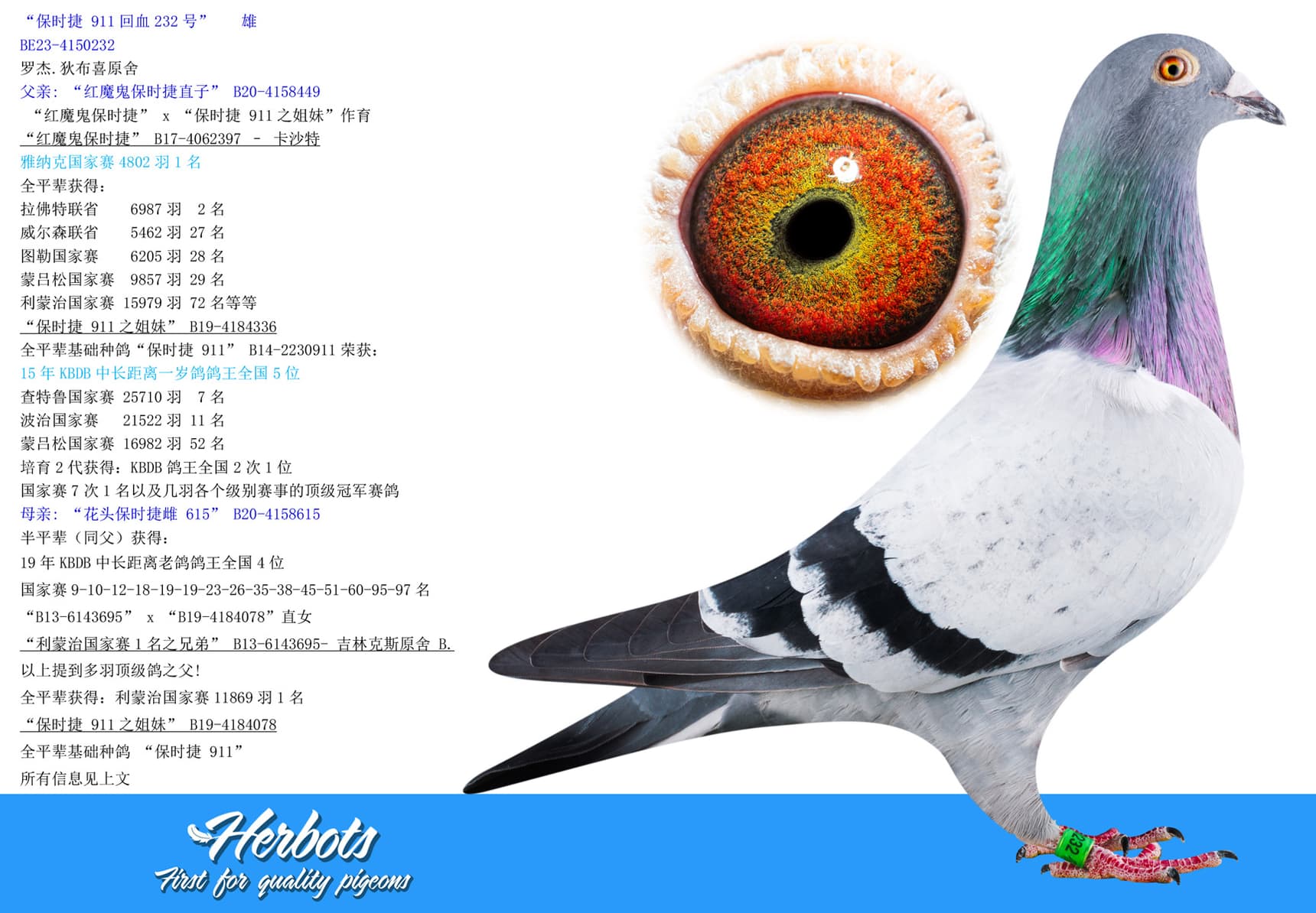 pigeon: undefined