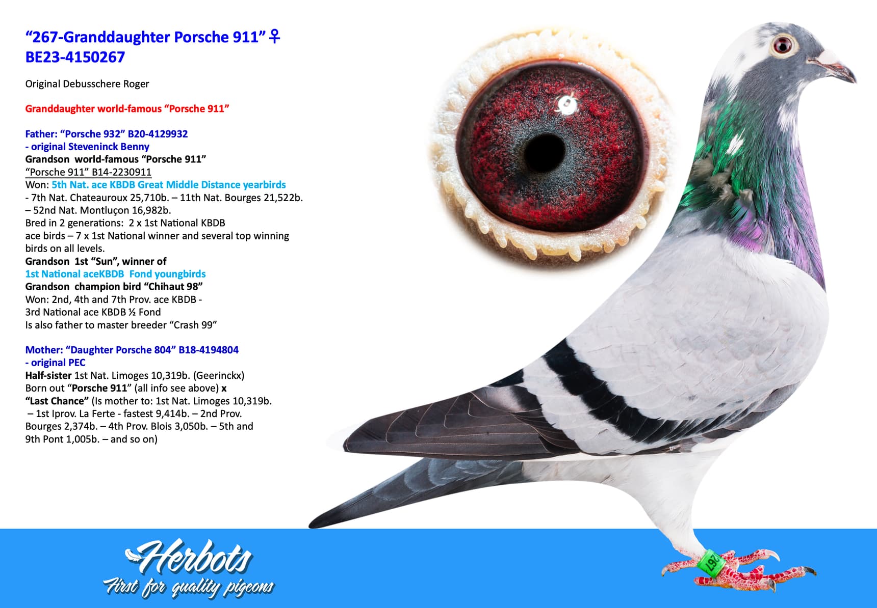 pigeon: “267-Granddaughter Porsche 911”