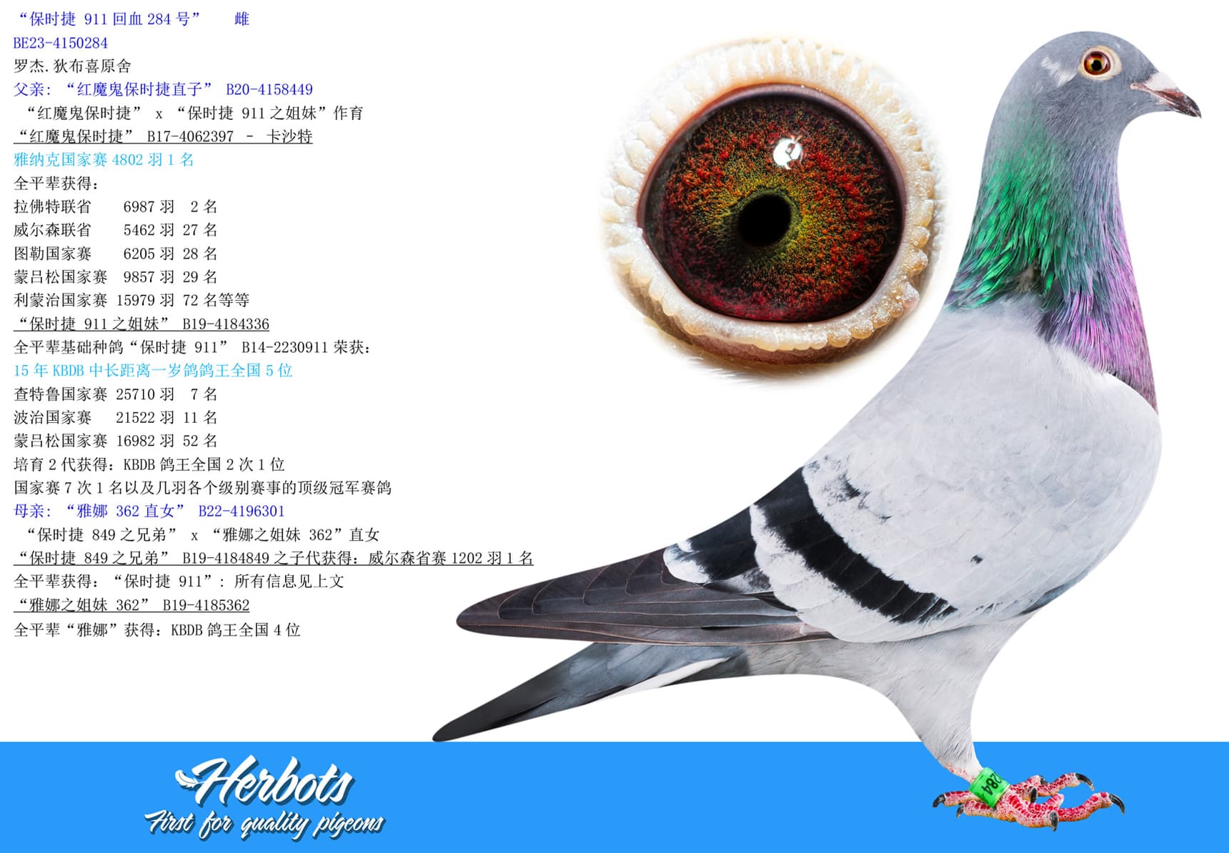 pigeon: undefined