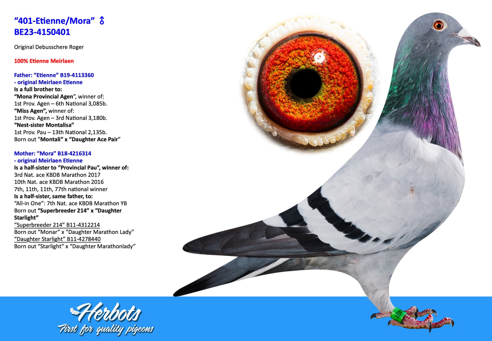 pigeon: “401-Etienne/Mora”