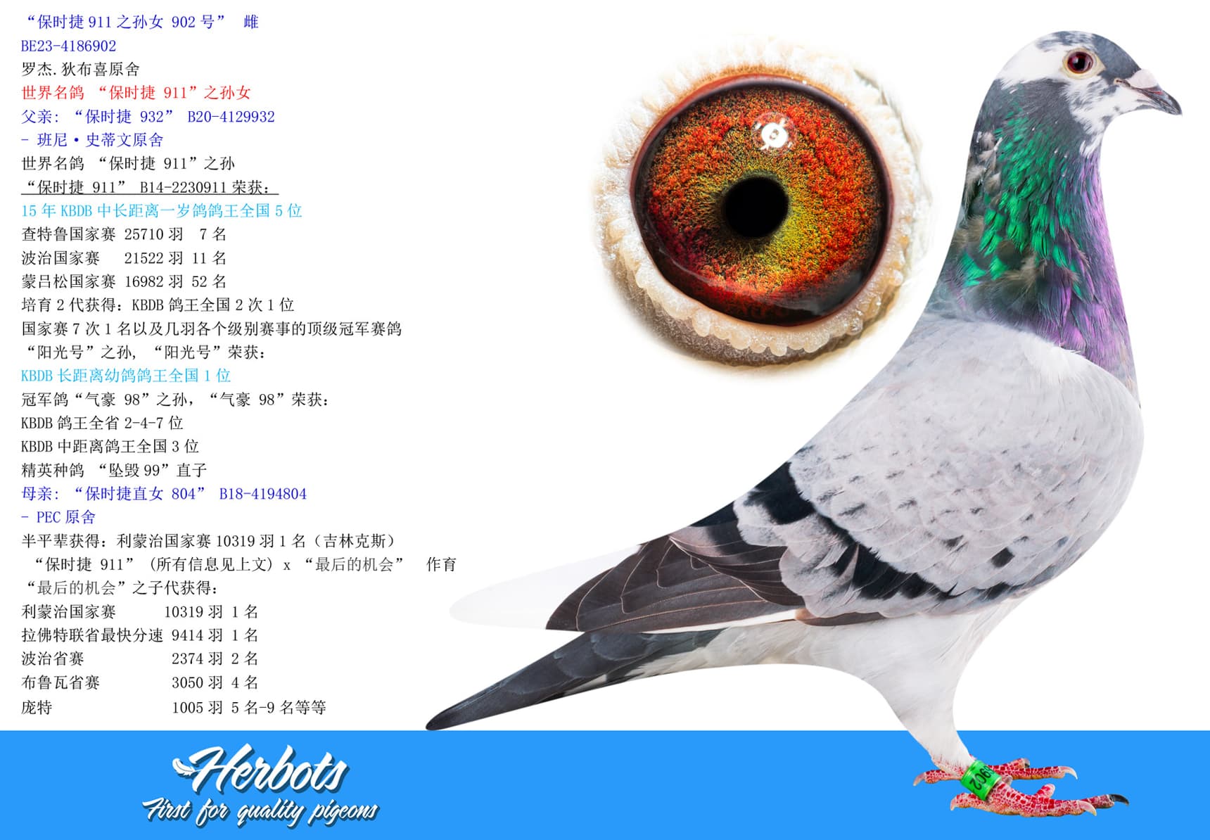 pigeon: undefined