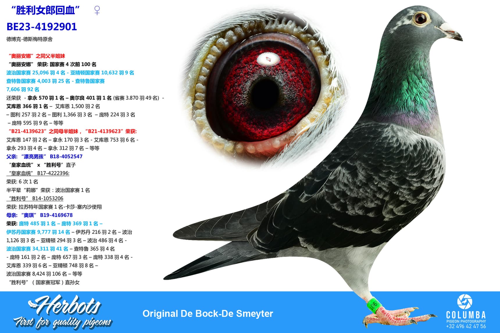 pigeon: “胜利女郎回血”