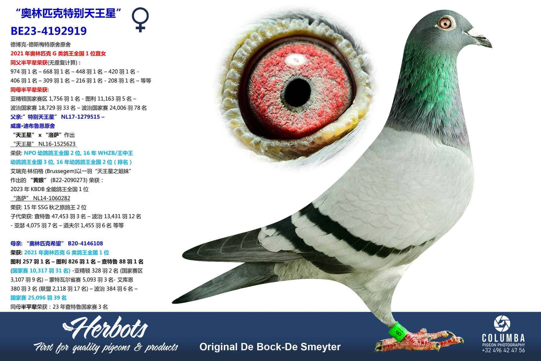 pigeon: undefined