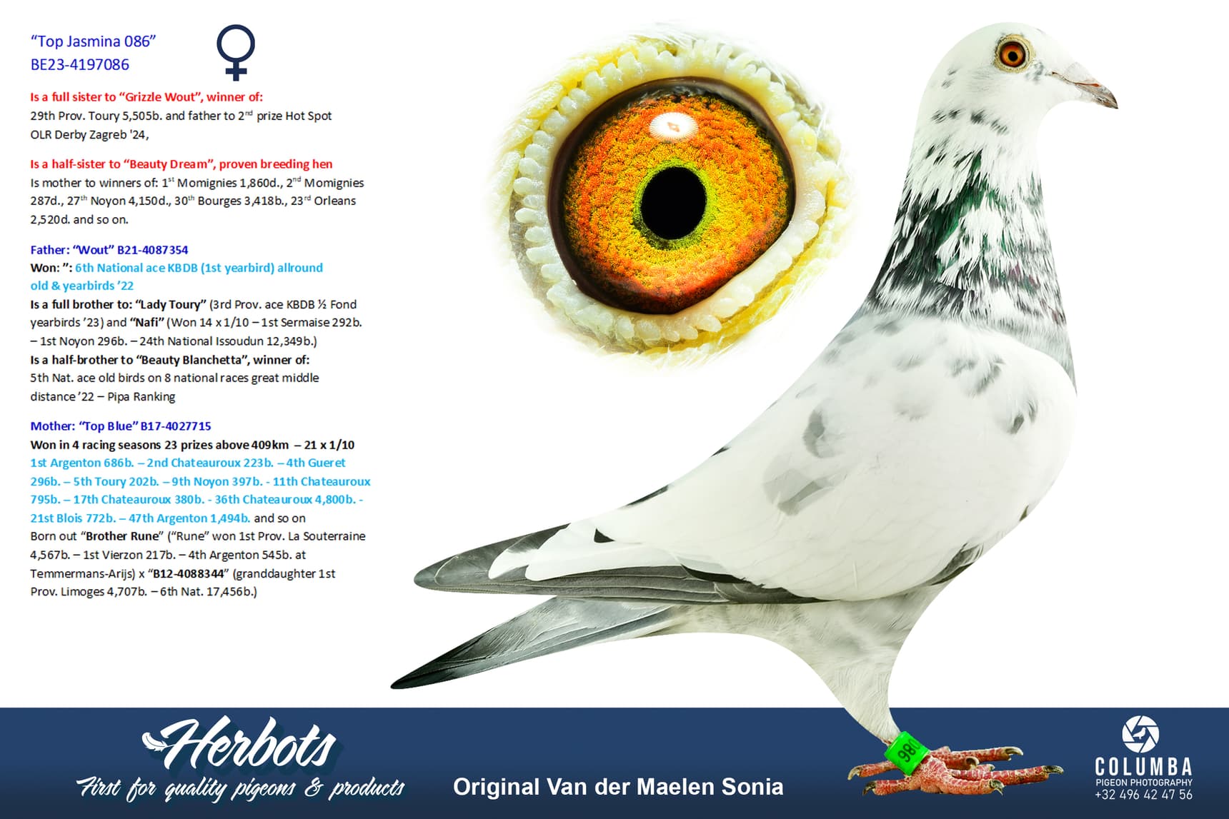 pigeon: “Top Jasmina 086”