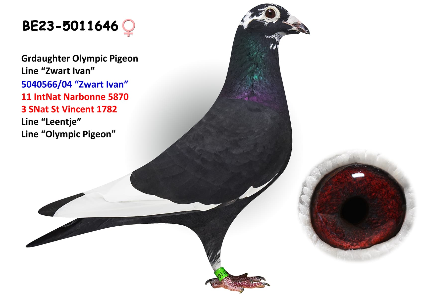 ‘Grdaughter Olympic Pigeon’