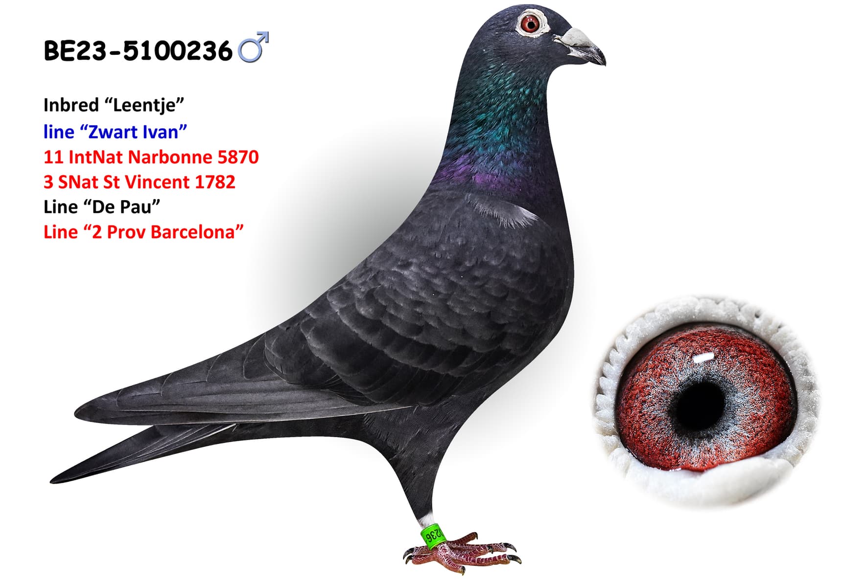 ‘Inbred «Leentje»’