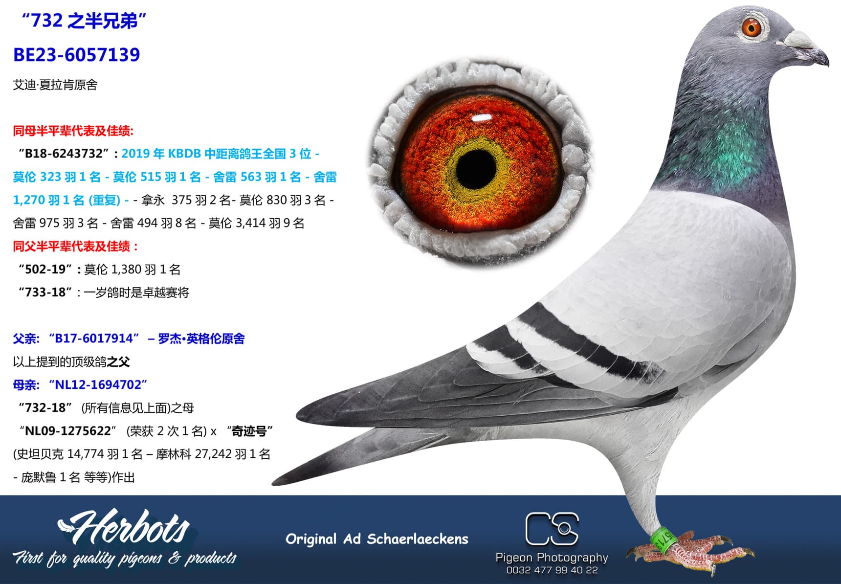 pigeon: undefined