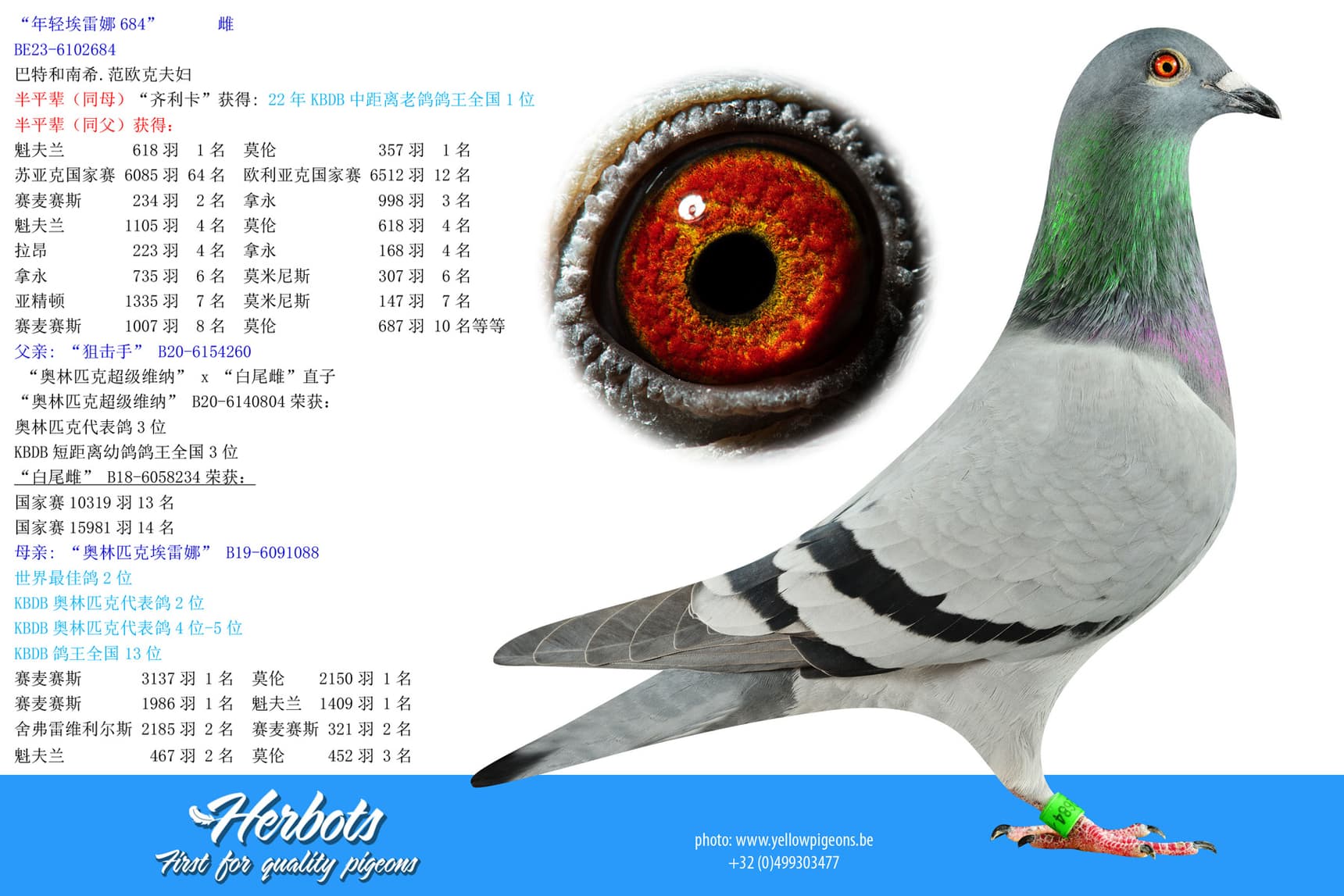 pigeon: undefined
