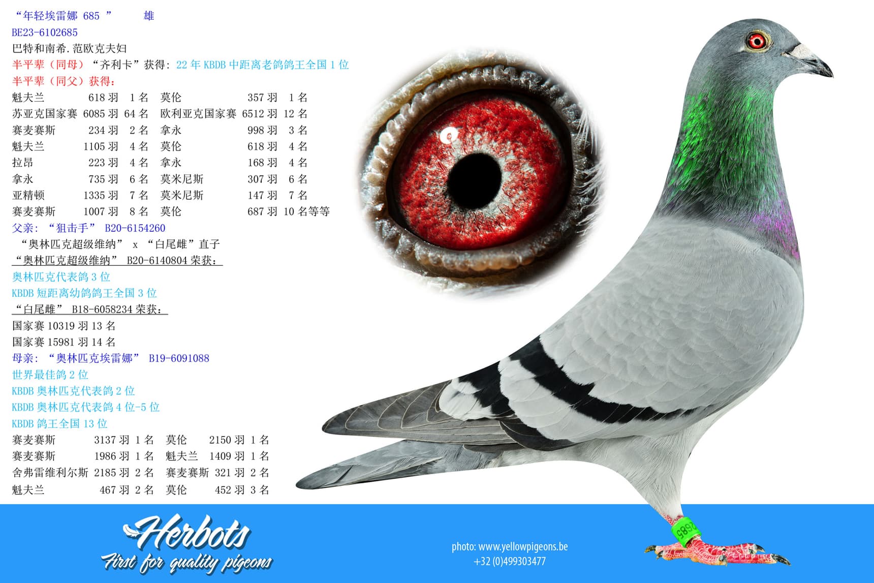 pigeon: undefined