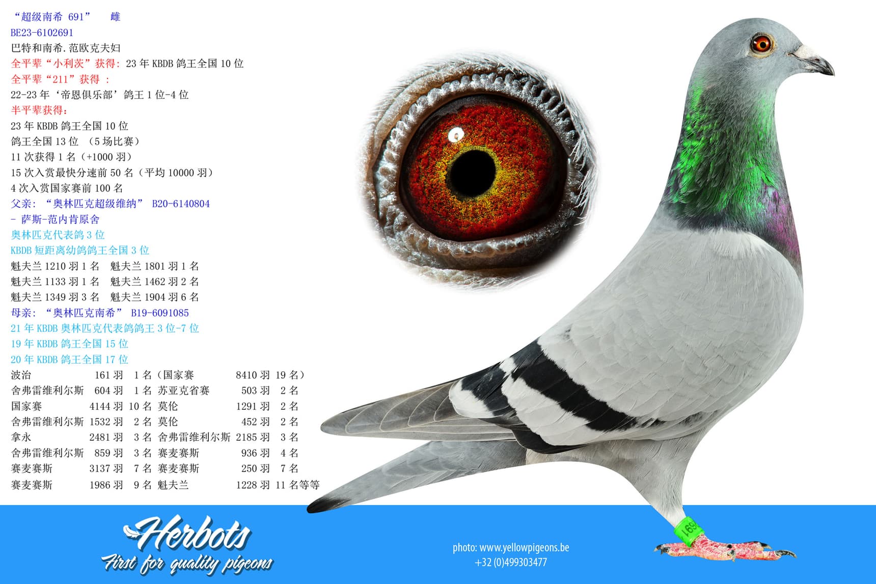 pigeon: undefined