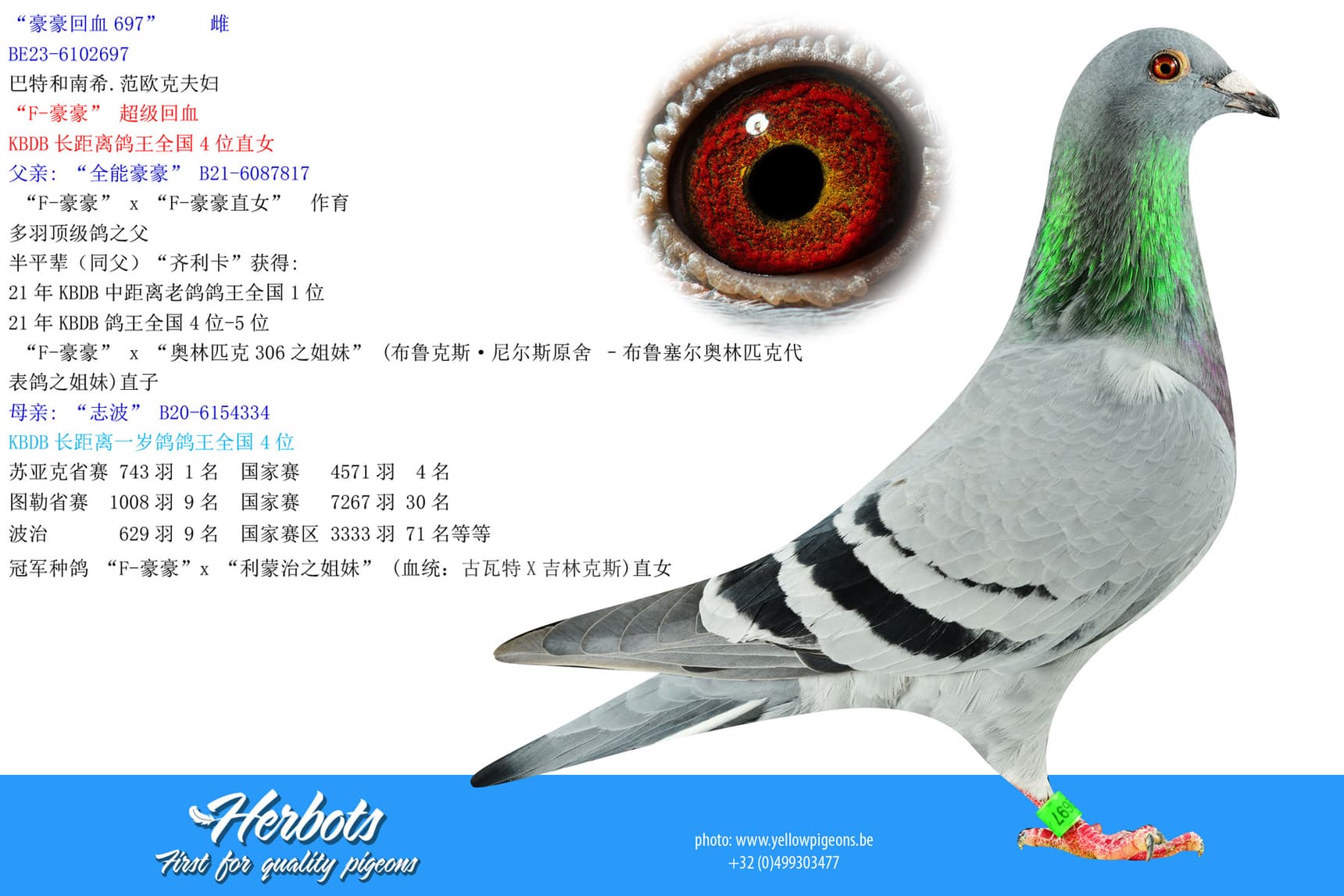 pigeon: undefined