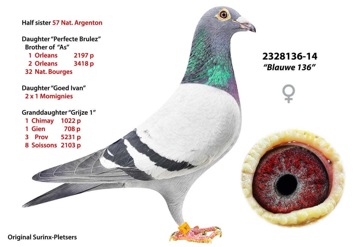 pigeon: undefined