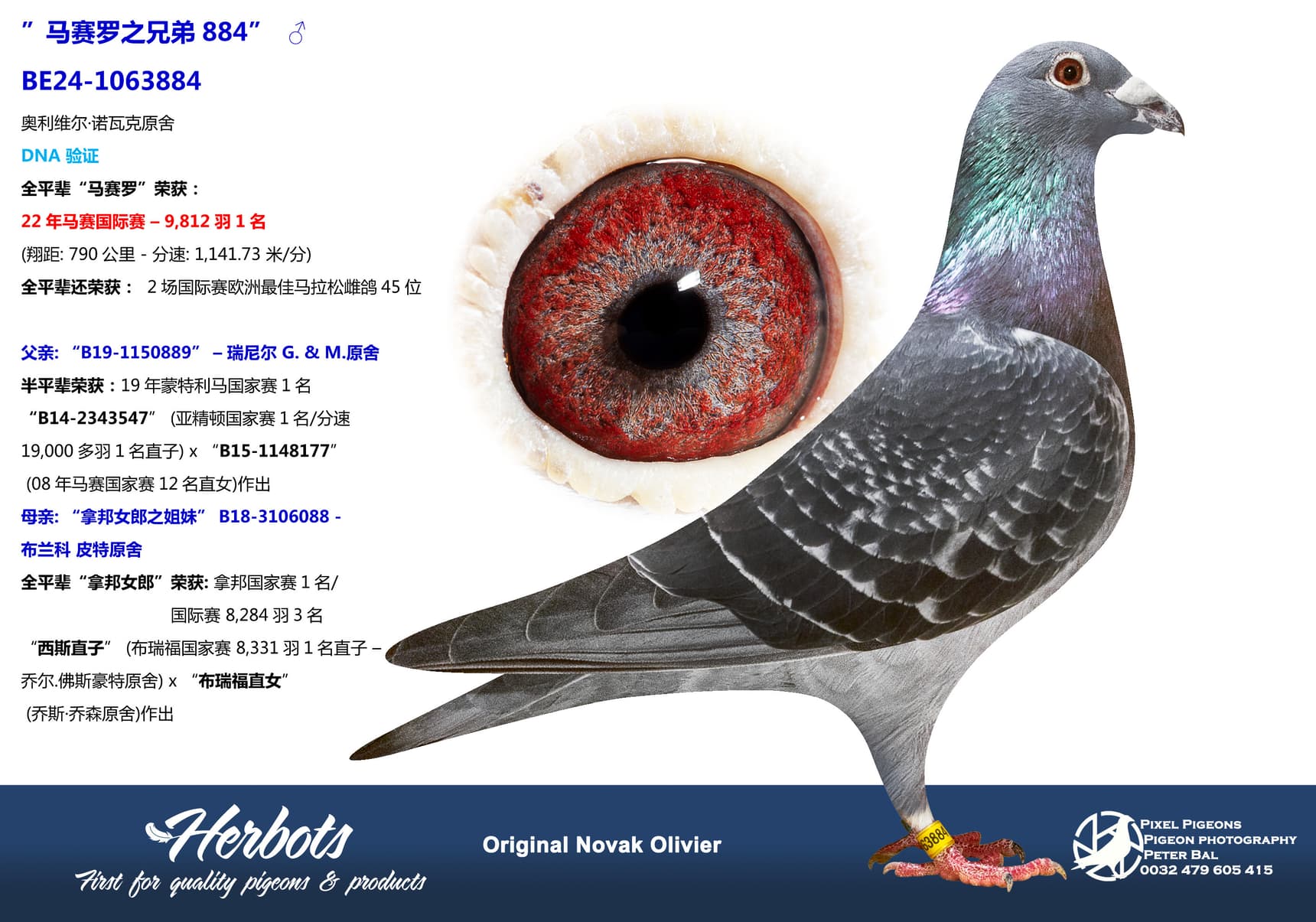 pigeon: undefined